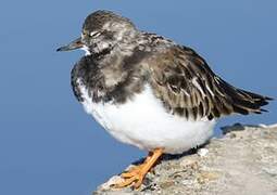 Ruddy Turnstone