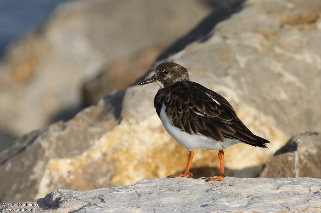 Ruddy Turnstone