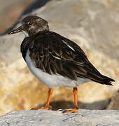 Ruddy Turnstone