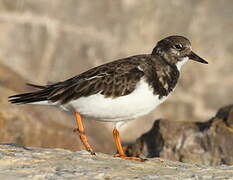 Ruddy Turnstone