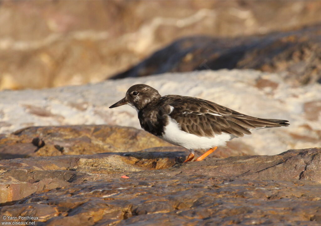 Ruddy Turnstone