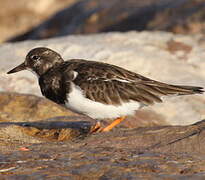 Ruddy Turnstone