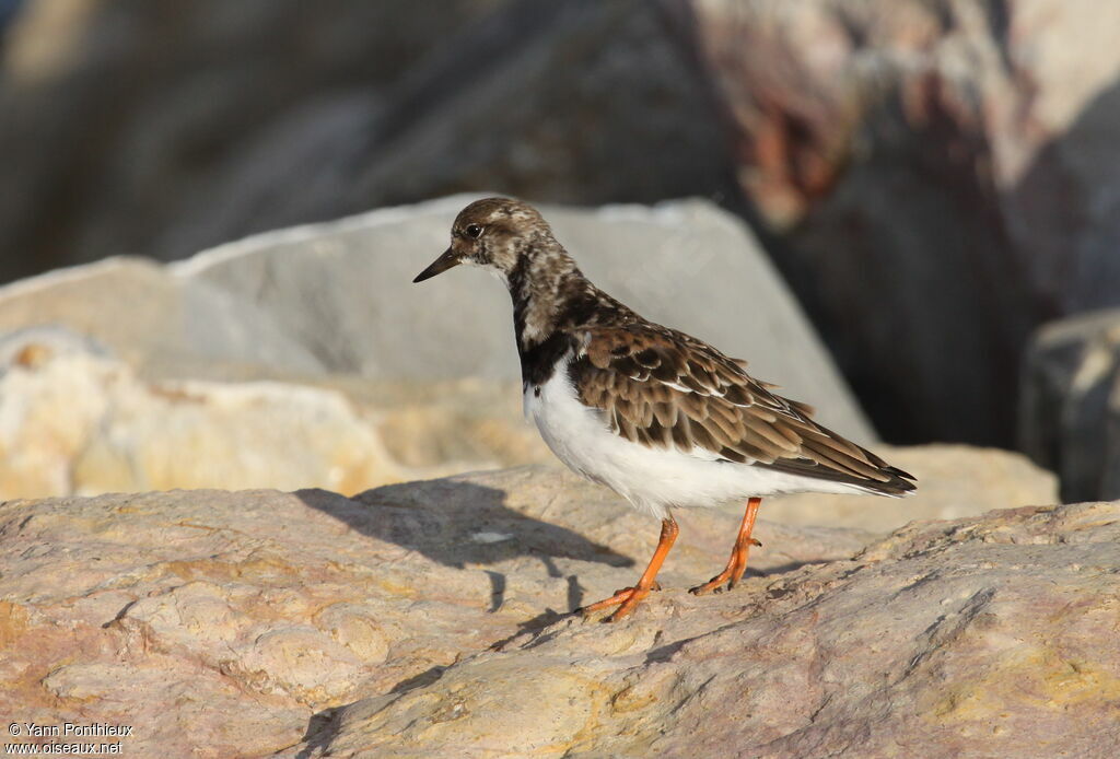 Ruddy Turnstone