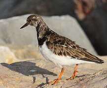 Ruddy Turnstone