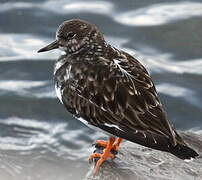 Ruddy Turnstone