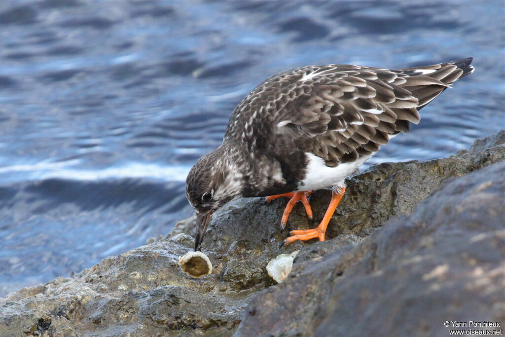 Ruddy Turnstone