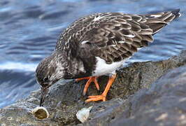 Ruddy Turnstone