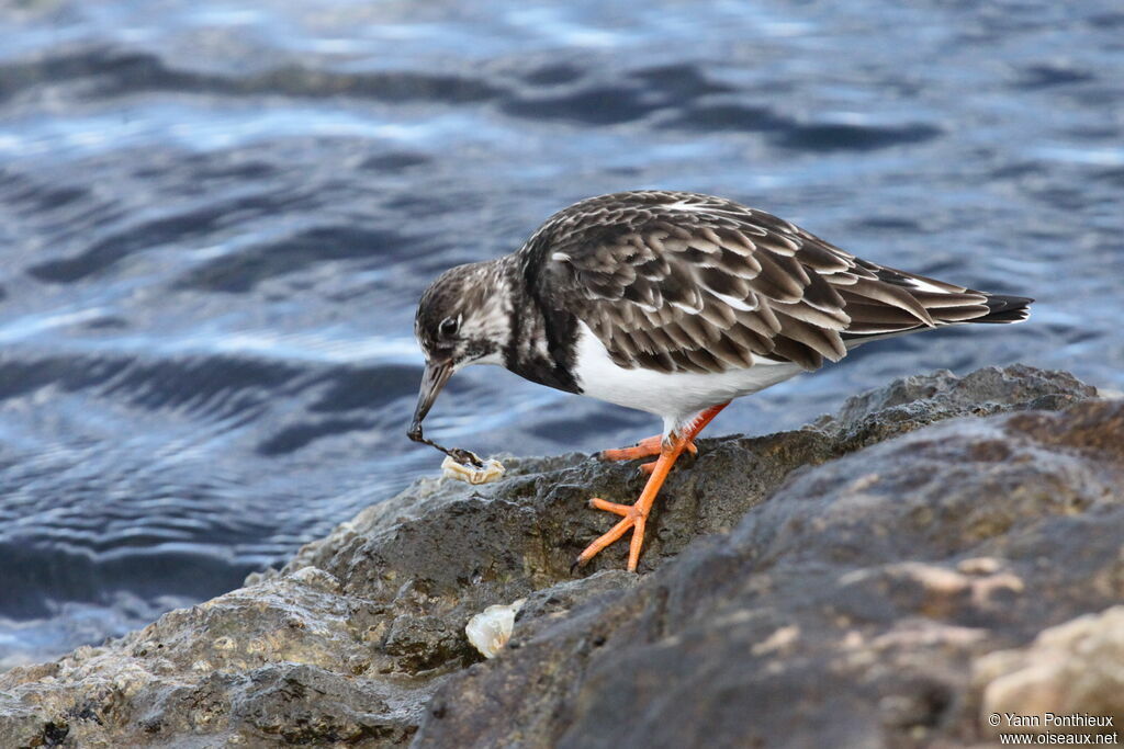 Ruddy Turnstone