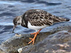 Ruddy Turnstone