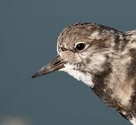 Ruddy Turnstone