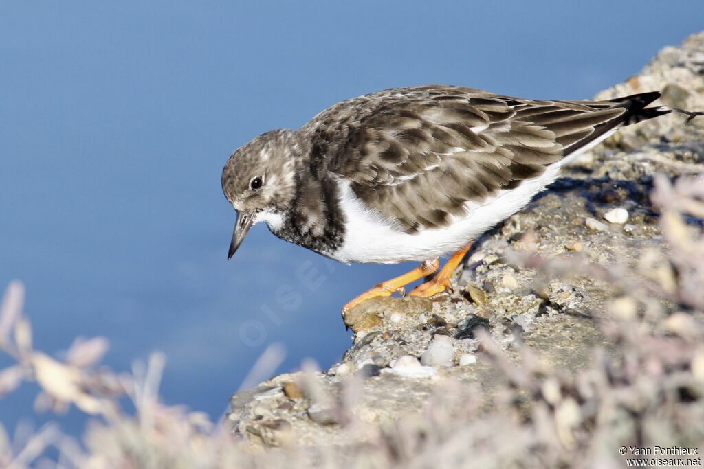 Ruddy Turnstone