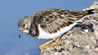 Ruddy Turnstone