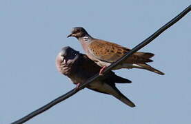 European Turtle Dove