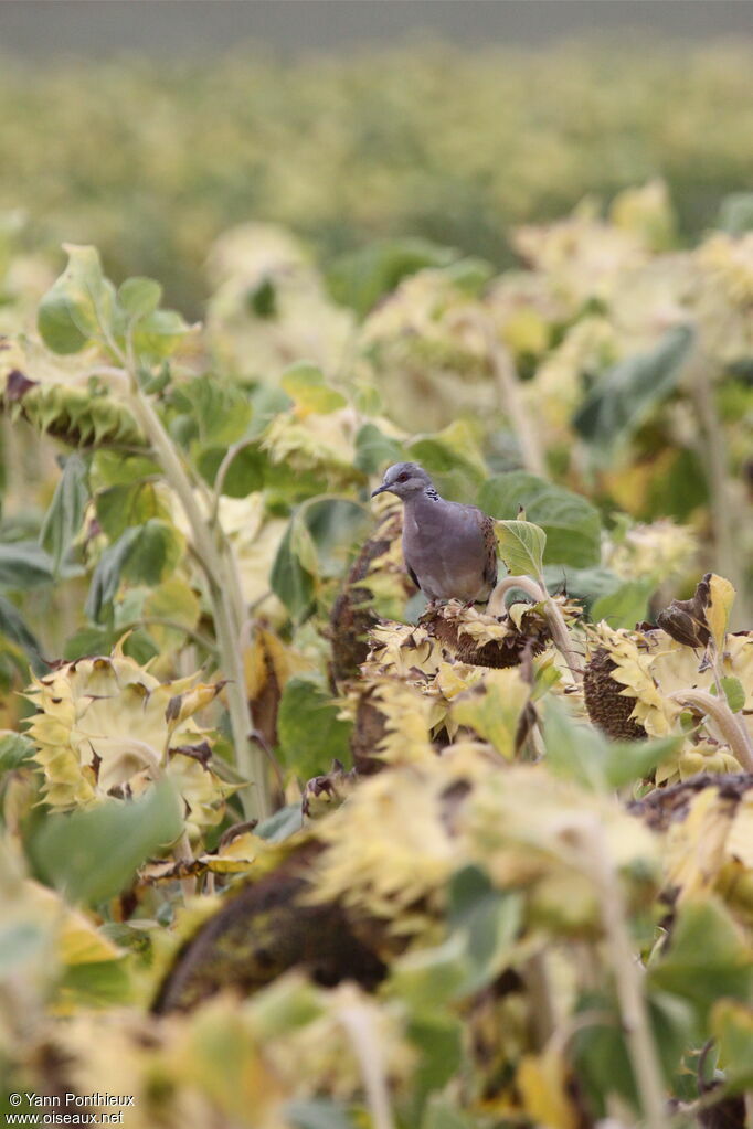 European Turtle Dove