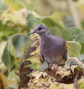 European Turtle Dove