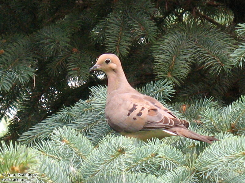 Mourning Doveadult, identification