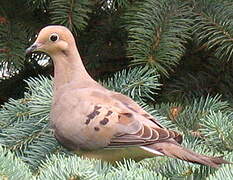 Mourning Dove