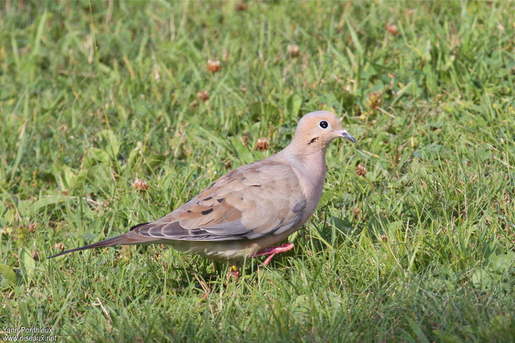 Tourterelle triste, marche, pêche/chasse