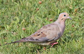 Mourning Dove