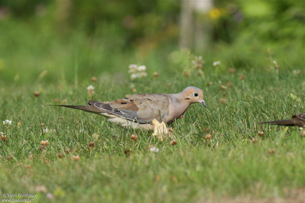 Mourning Dove