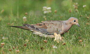 Mourning Dove