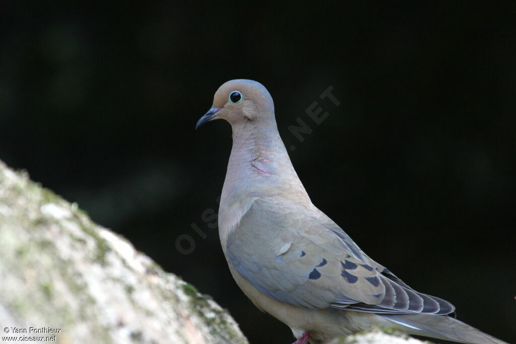 Mourning Doveadult breeding