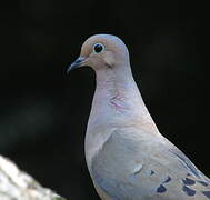 Mourning Dove