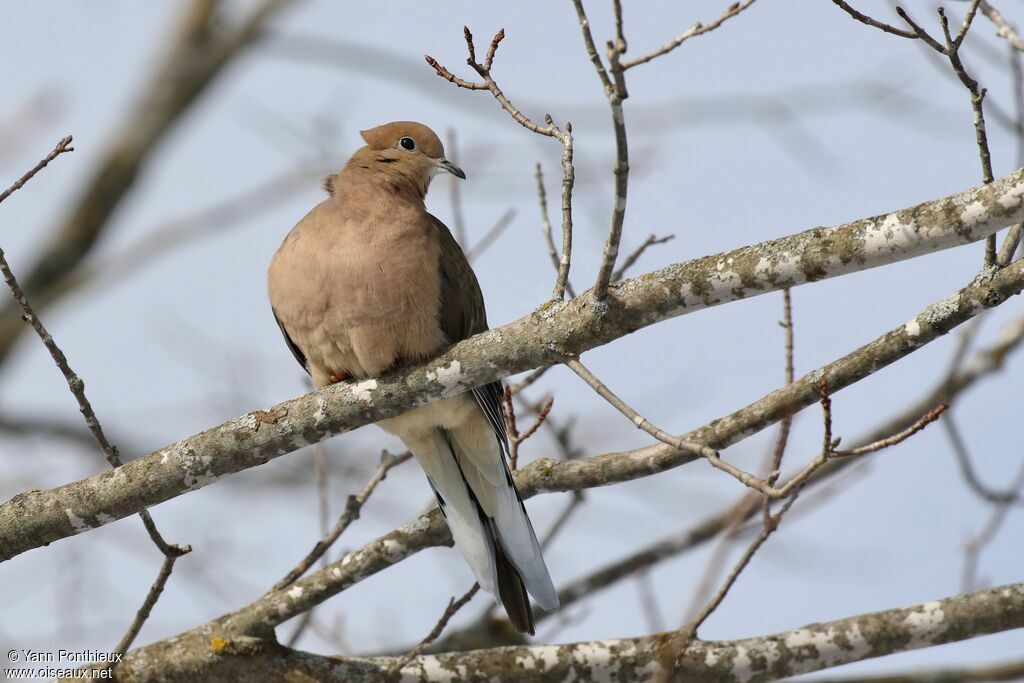 Mourning Dove