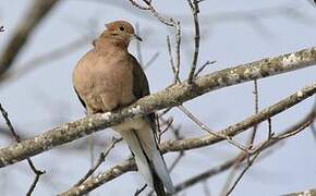 Mourning Dove