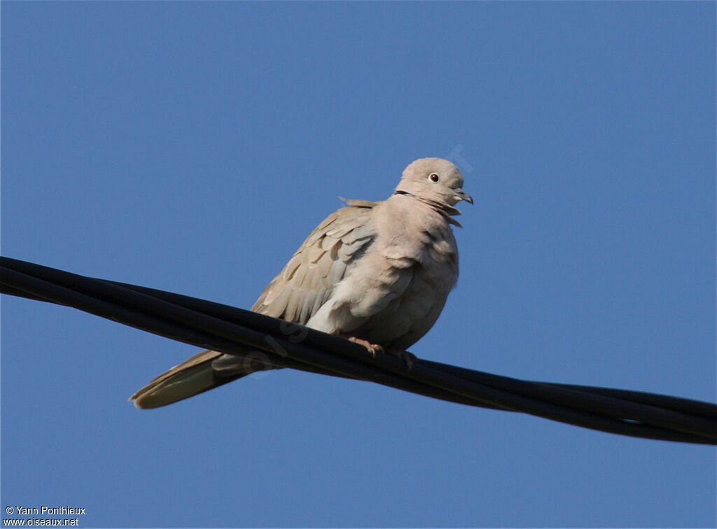 Eurasian Collared Dove