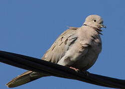 Eurasian Collared Dove