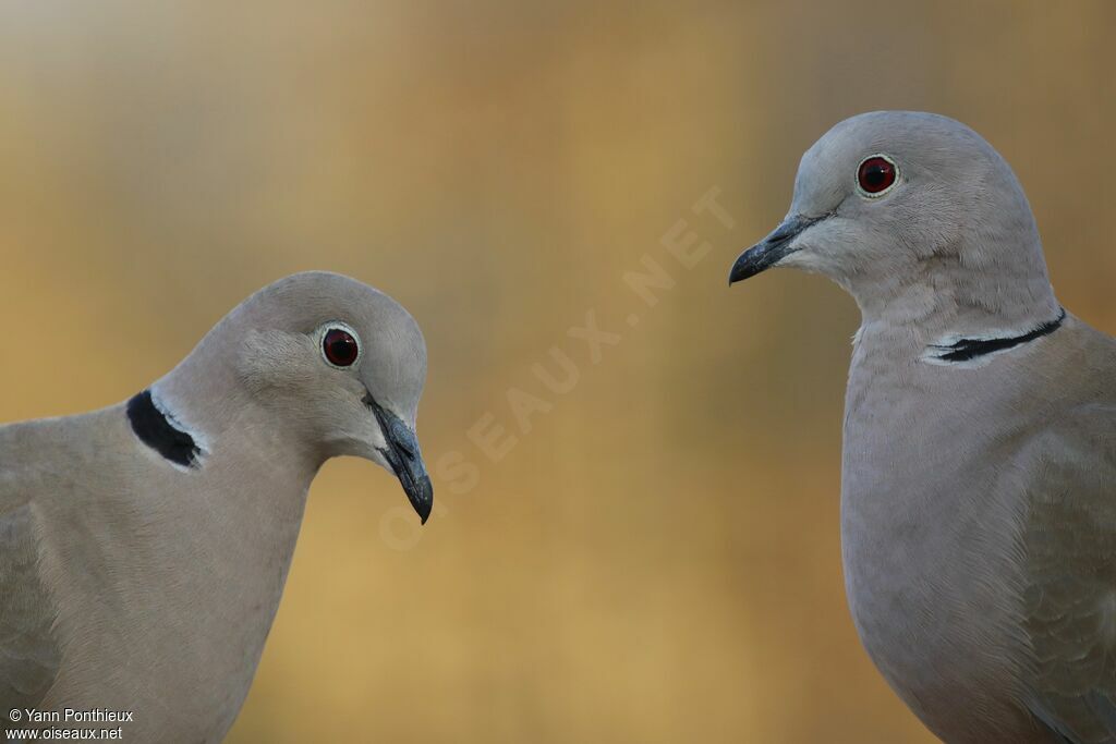 Eurasian Collared Doveadult