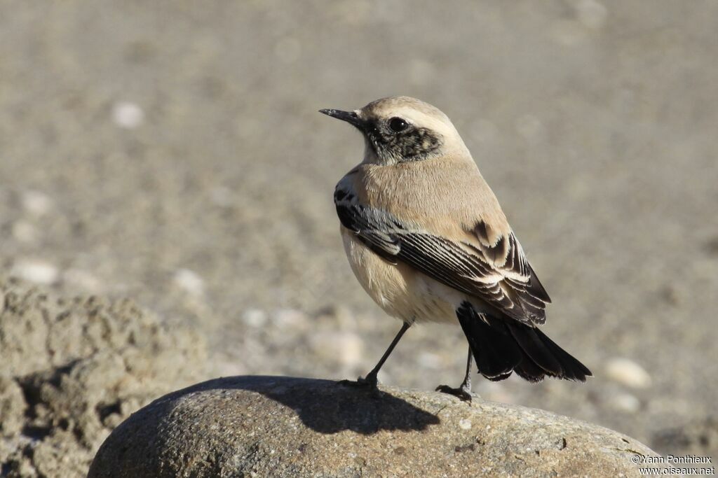 Desert Wheatear male