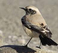 Desert Wheatear