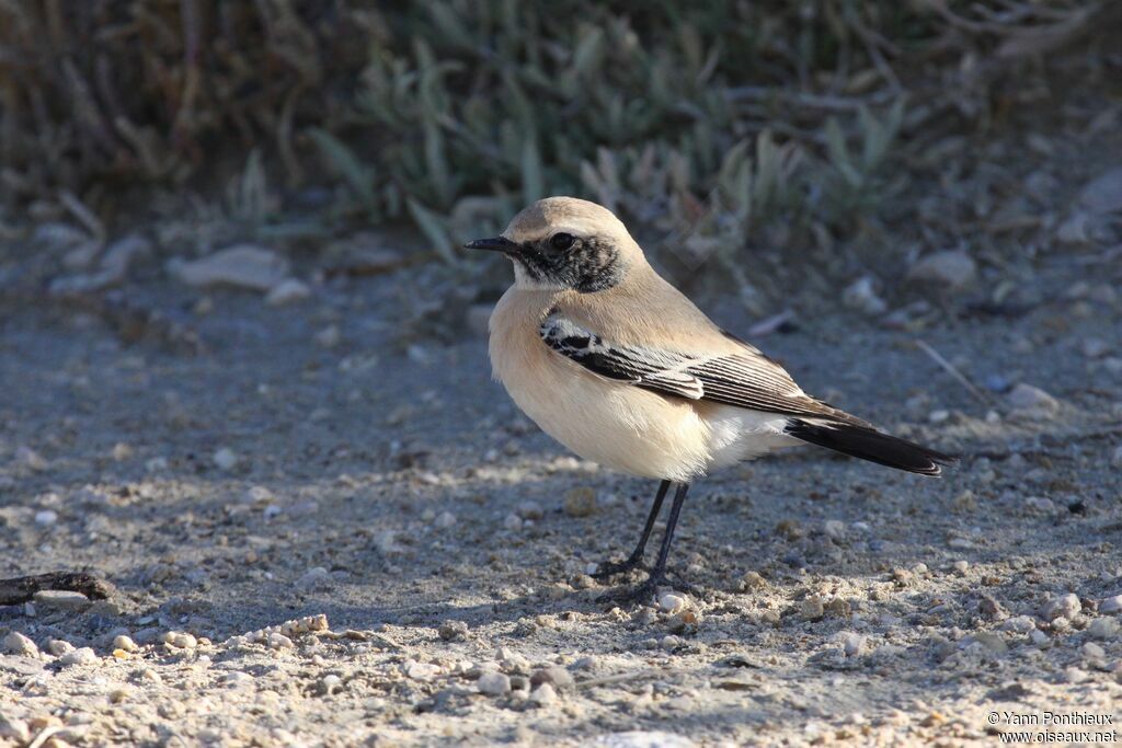 Desert Wheatear male