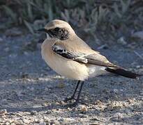 Desert Wheatear