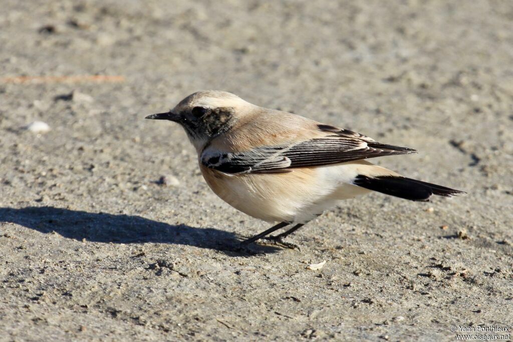 Desert Wheatear male