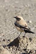 Desert Wheatear