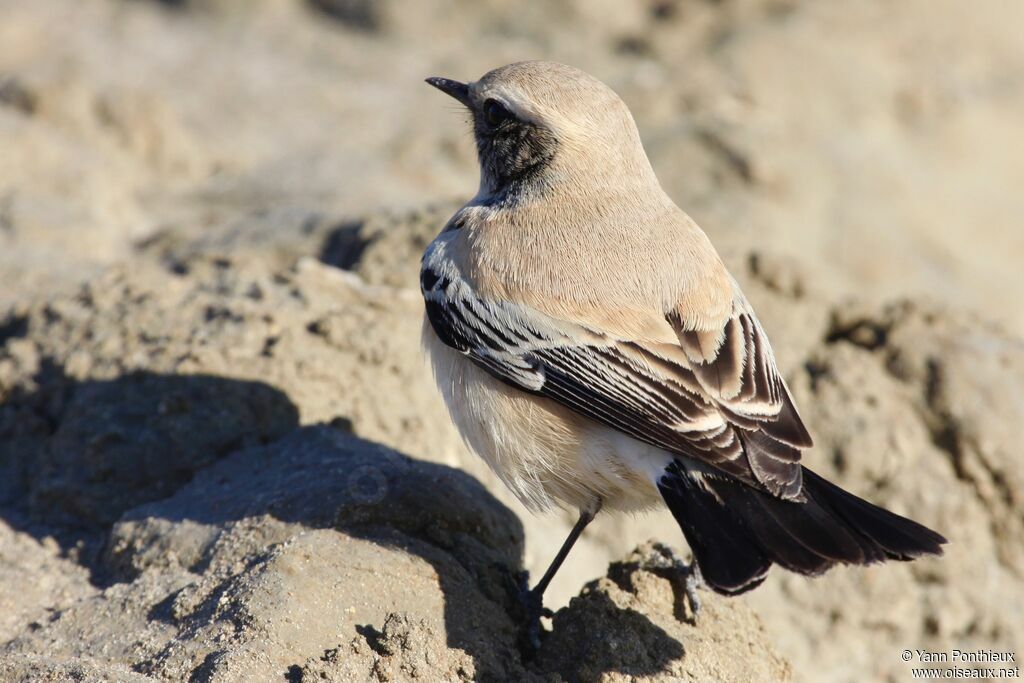 Desert Wheatear male