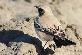 Desert Wheatear