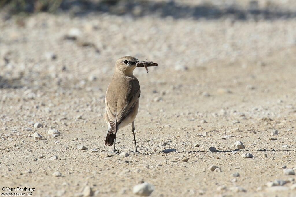 Isabelline Wheatear