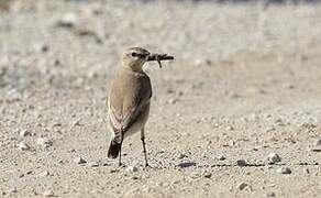 Isabelline Wheatear