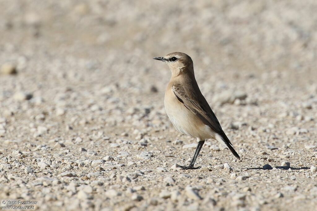 Isabelline Wheatear