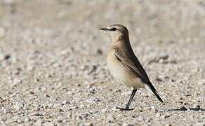 Isabelline Wheatear