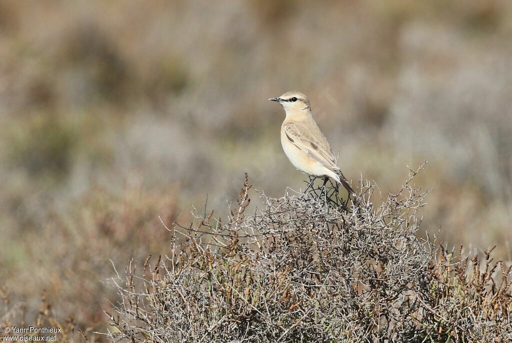 Isabelline Wheatear