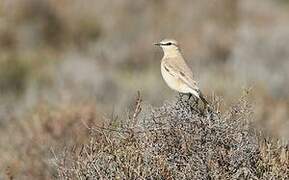 Isabelline Wheatear