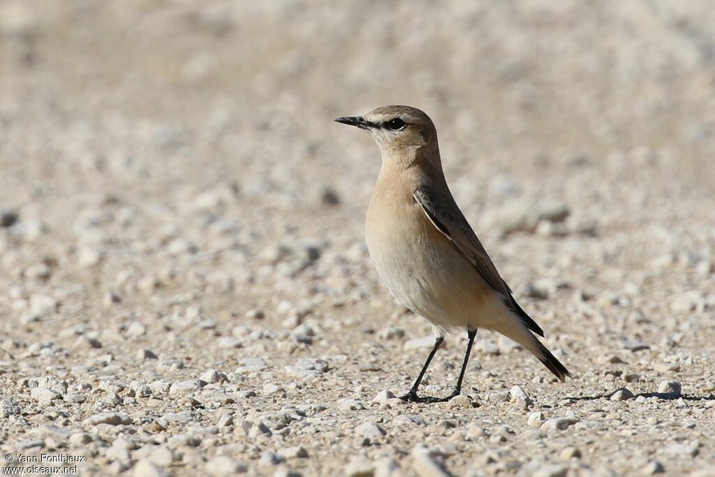 Isabelline Wheatear