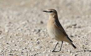 Isabelline Wheatear