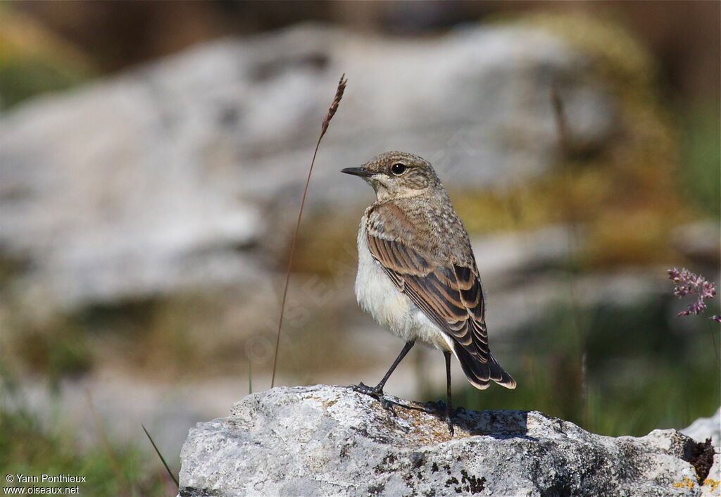 Northern Wheatearjuvenile