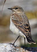 Northern Wheatear